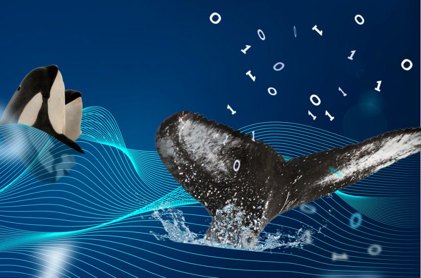 The IRI Platform